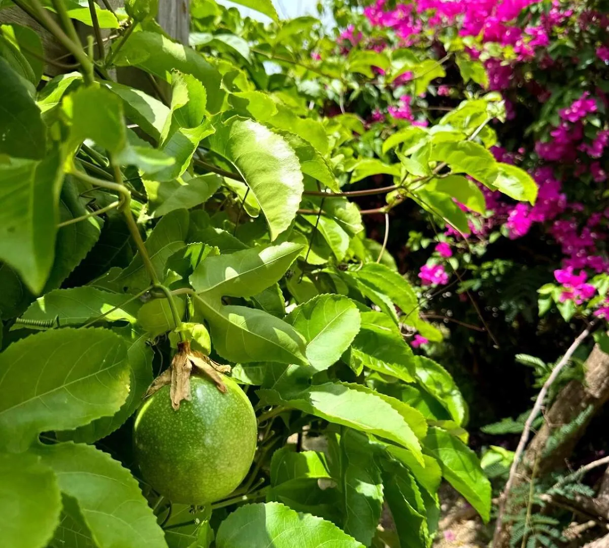Villa Les Bougainvilliers Capesterre